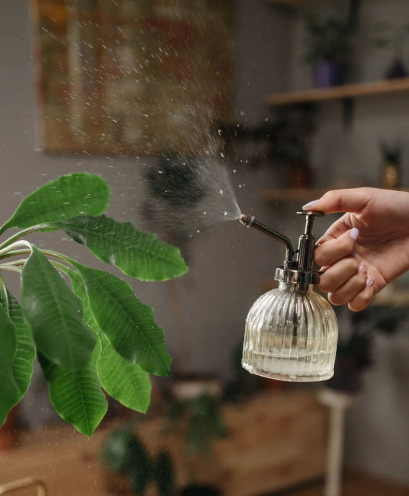 5 objets qui révolutionneront l'arrosage de vos plantes