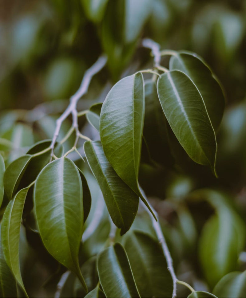 Fiche entretien: Ficus Benjamina