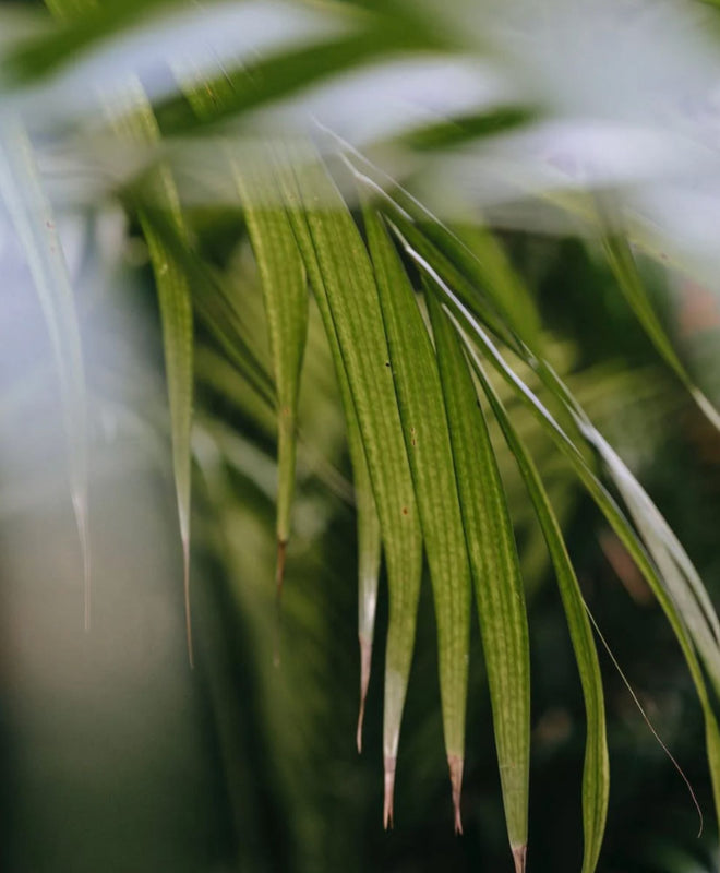 Fiche entretien pour un Palmier Kentia
