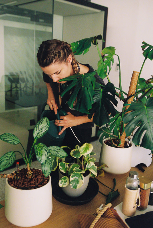 Plantes et qualité de l’air intérieur : mythe ou réel bénéfice ?