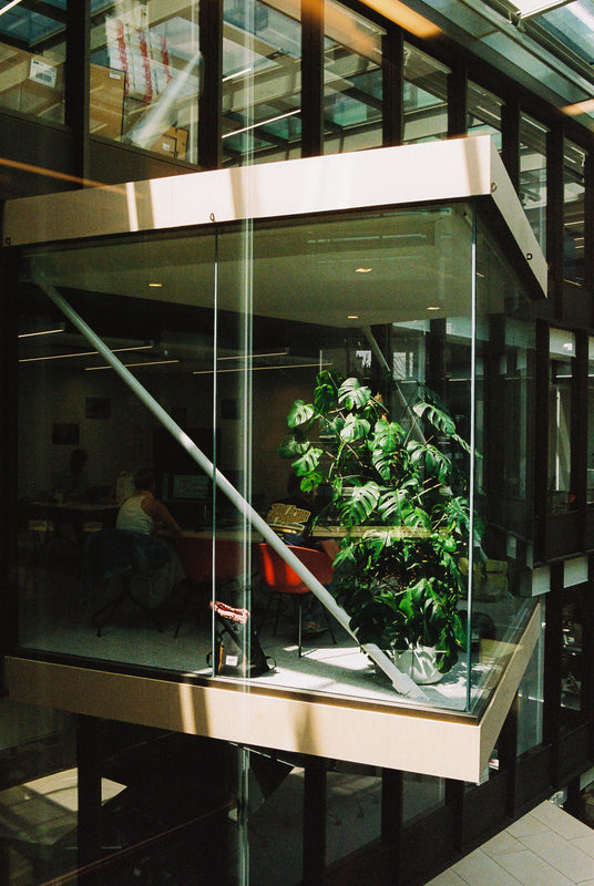 Comment entretenir des plantes en entreprise sans contrainte pour les équipes