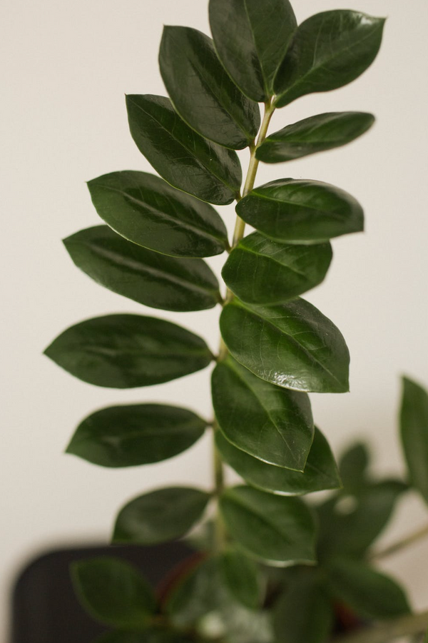 Les plantes porte bonheur à connaître