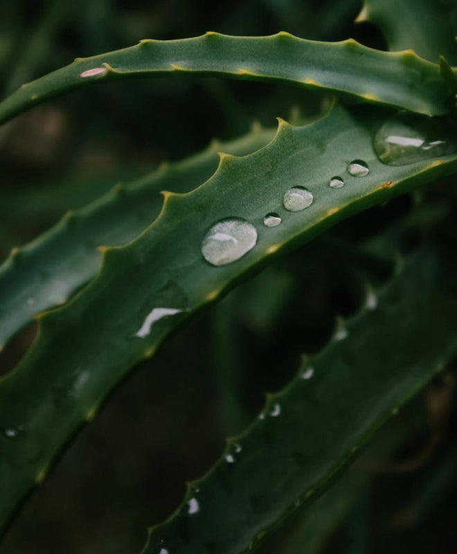 Fiche entretien : comment bien entretenir un Aloe Vera