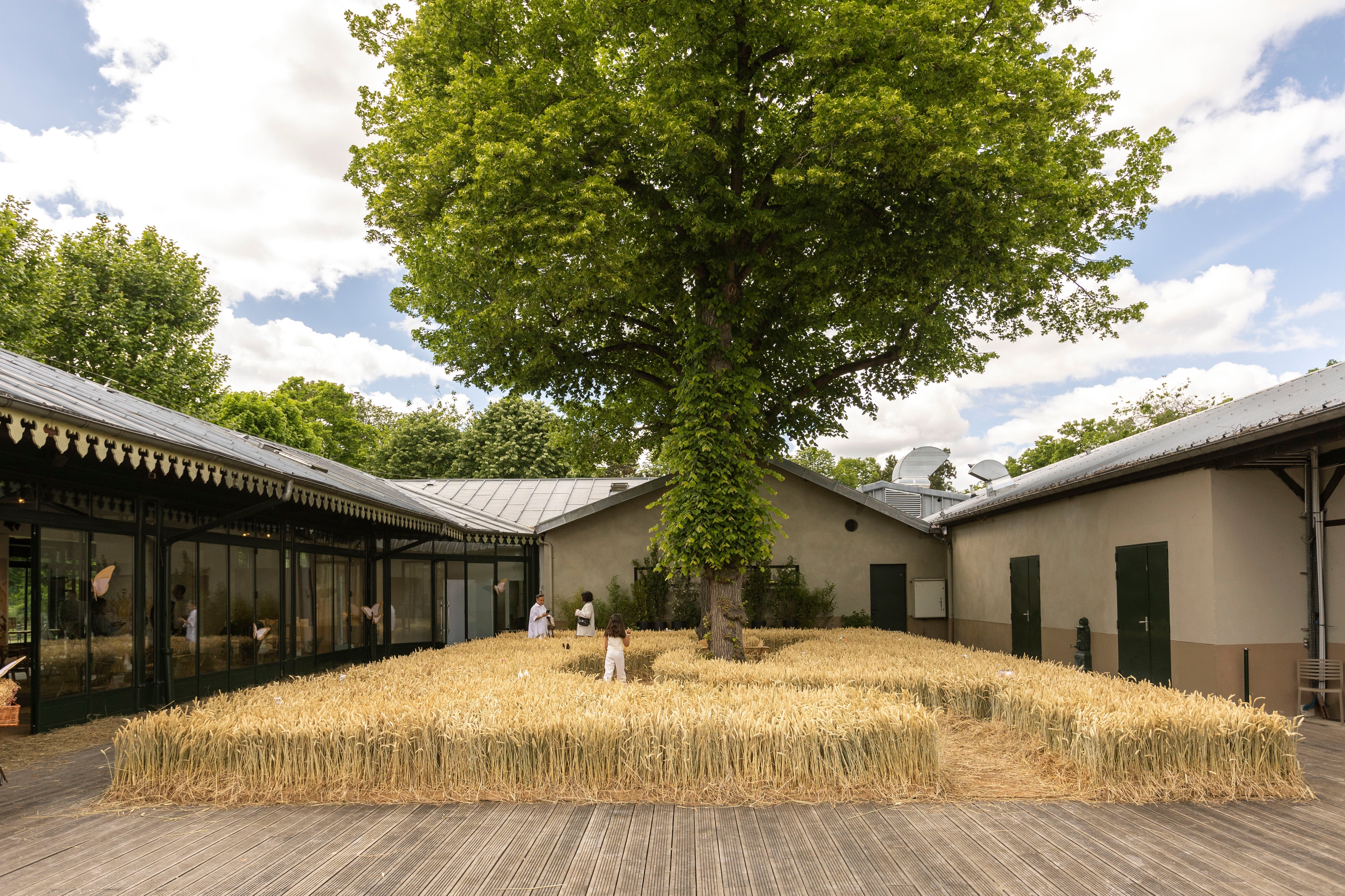 Un champ de blé pour DIOR en plein Paris