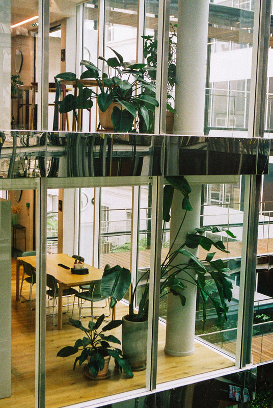 Pourquoi végétaliser ses bureaux améliore la productivité et le bien-être au travail