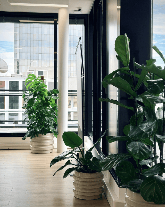 Végétaliser ses bureaux : un enjeu bien-être au cœur de l'agencement