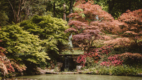 Les jardins Japonais à Paris
