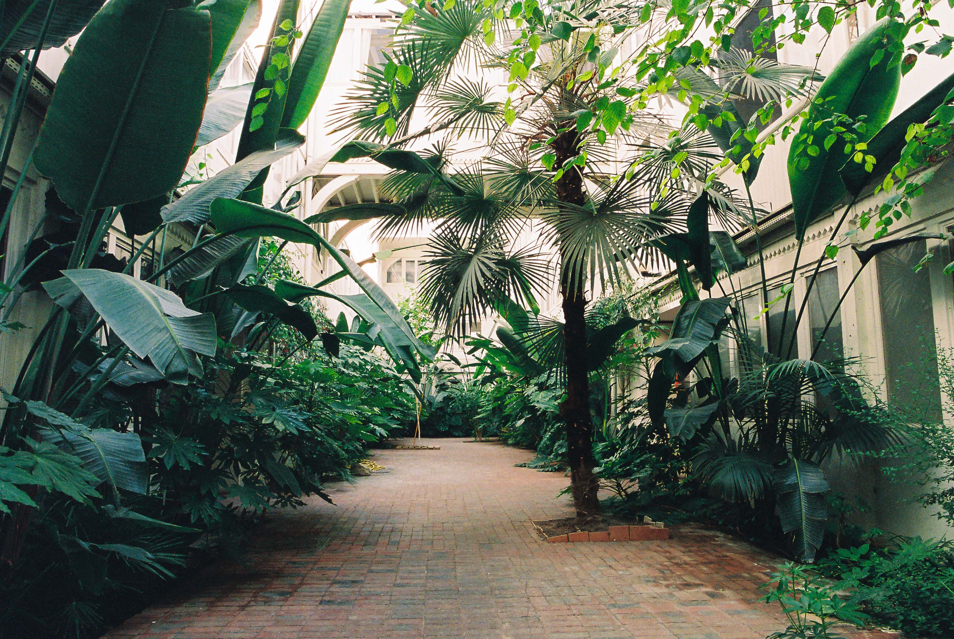 Patio Jungle à Paris