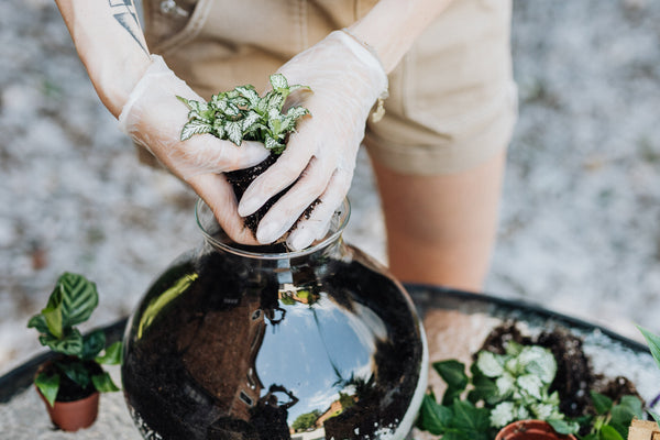 livraison terrarium paris et bordeaux - pousse.fr