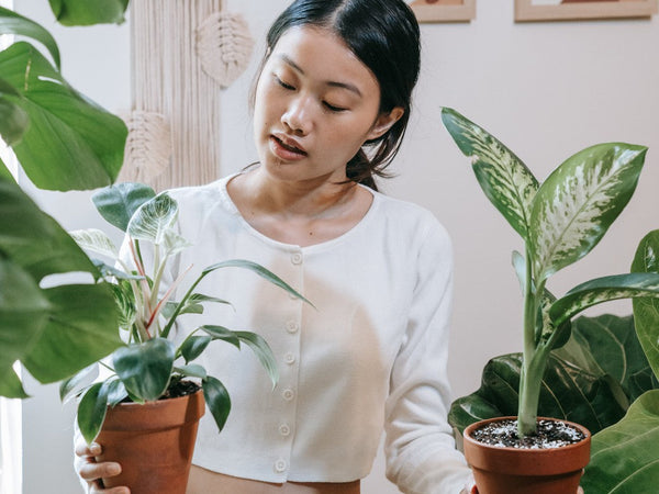 plantes à offrir Noël - pousse.fr