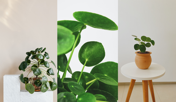 livraison pilea paris et bordeaux - pousse.fr