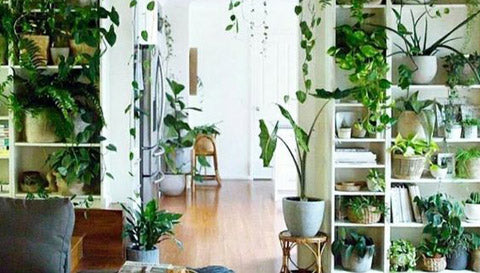 Top des endroits où mettre ses plantes dans son appartement