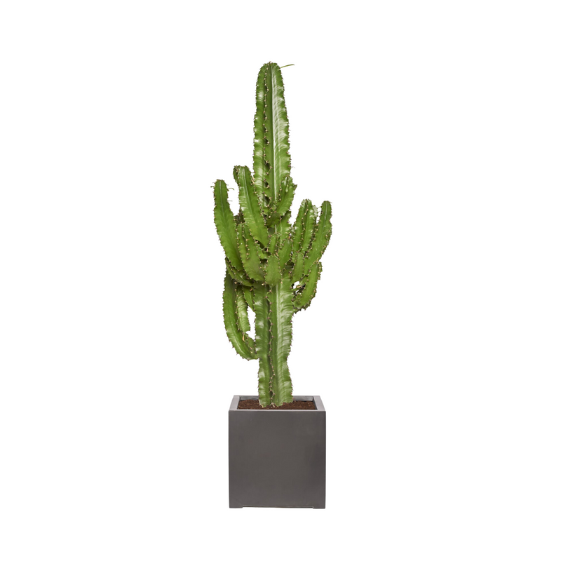 SERGIO - Euphorbia Cactus 100/120cm