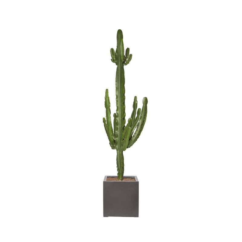 SEÑOR SERGIO - Grand Cactus Euphorbe 180/200cm