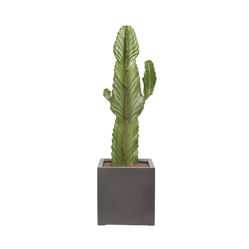 ALEJANDRO - Cactus Euphorbe Ingens 80/100cm