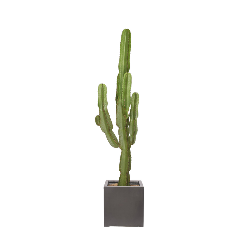 SERGIO -  Grand Cactus euphorbe 130/150cm