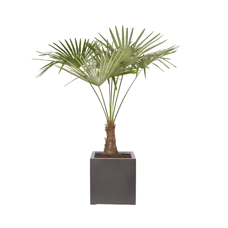 CELESTIN - Trachycarpus 180/200cm