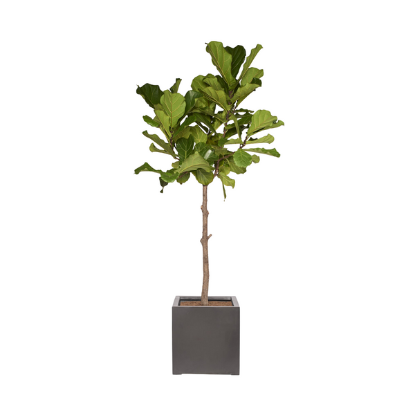 MELCHIOR- Arbre Ficus Lyrata 140/160cm
