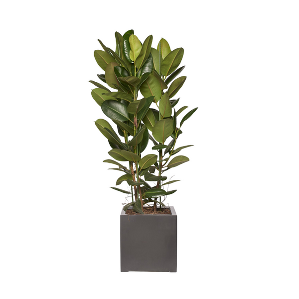 ARTHUR - Ficus Elastica Robusta 130/150cm