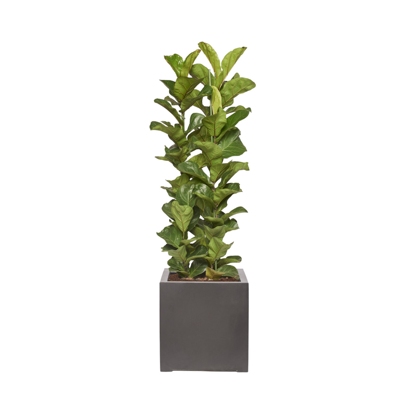LUCAS - Ficus Lyrata 100/120cm