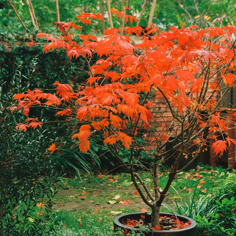 Agence végétale Paris