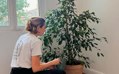 Entretien et soin des plantes espace vert à Paris par POUSSE