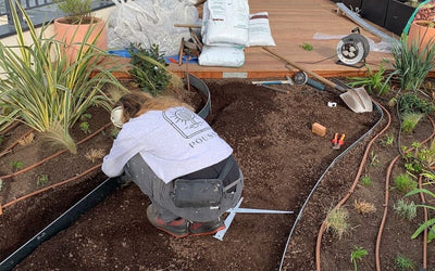 Entretien d'une terrasse aménagée à Paris par POUSSE
