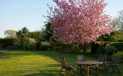 Taille haies Clamart