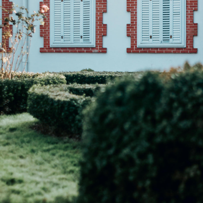 Taille Haies Neuilly par POUSSE