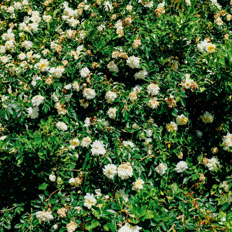 Haies entretien à Neuilly