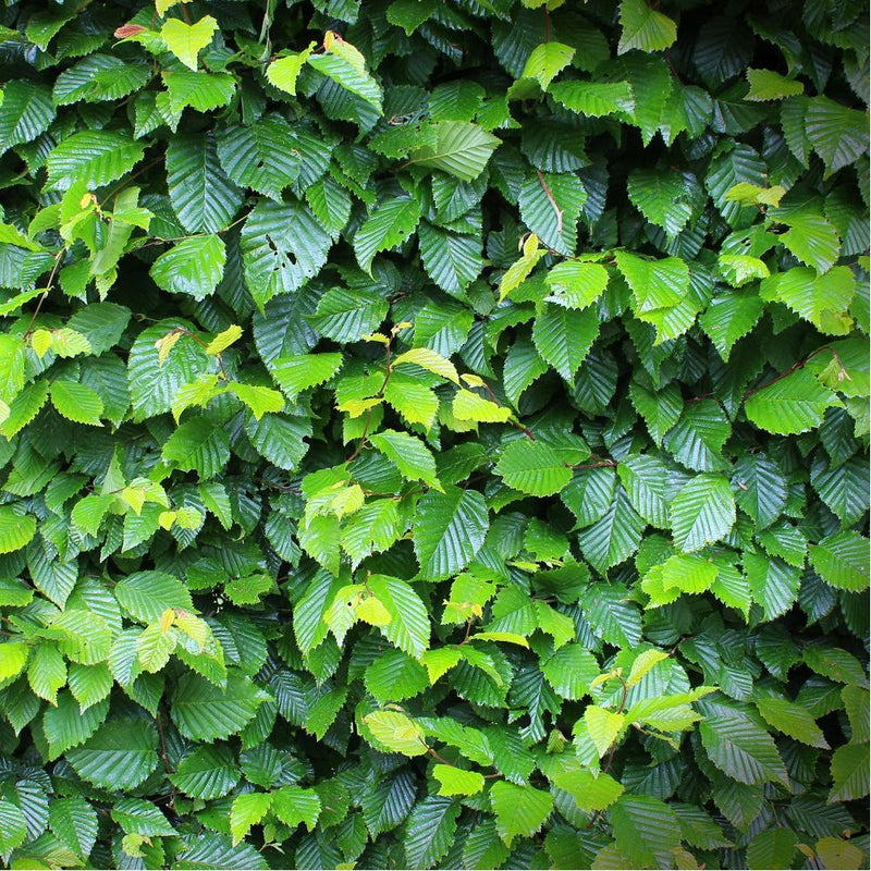 Tailles Haies à Neuilly