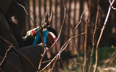 Taille entretien Neuilly