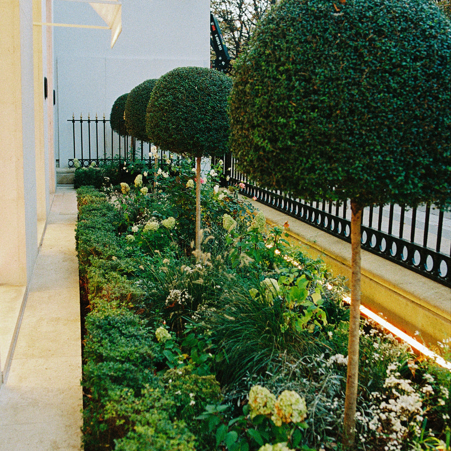 vegetalisation boutique paris