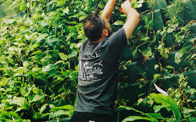 Entretien mur végétal bureaux Paris