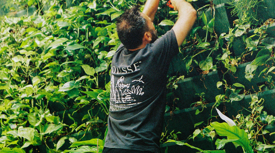 Entretien mur végétal bureaux Paris