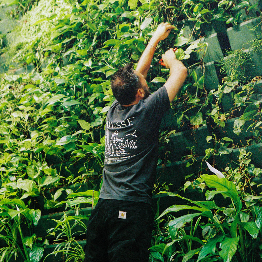 Entretien mur végétal bureaux Paris