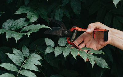 Taille haies à St Maur des Fossés