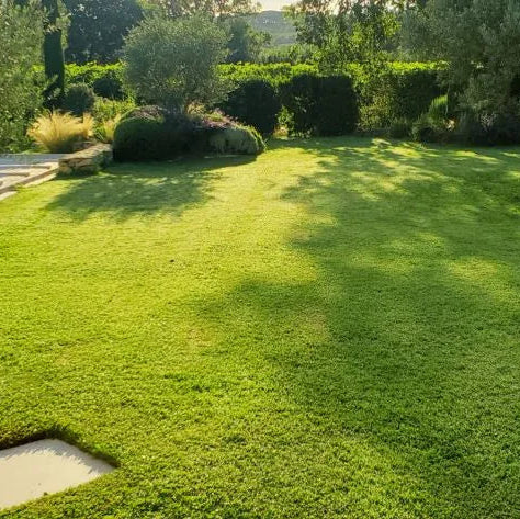Jardin tondue à Marnes La Coquette par POUSSE