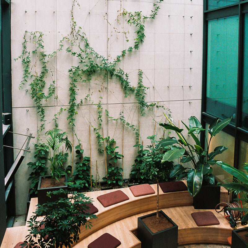 ENTRETIEN PLANTE INTERIEUR ENTREPRISE