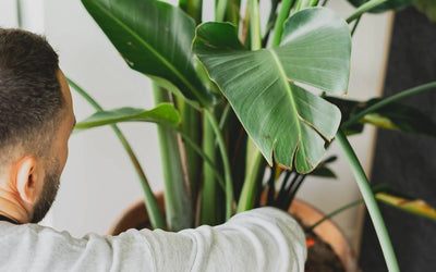 Paysagiste Rueil Malmaison