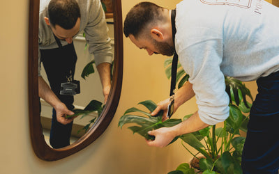 Entretien et soin des plantes PARIS