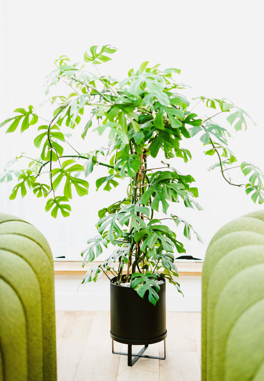 Végétalisation et entretien bureaux Paris