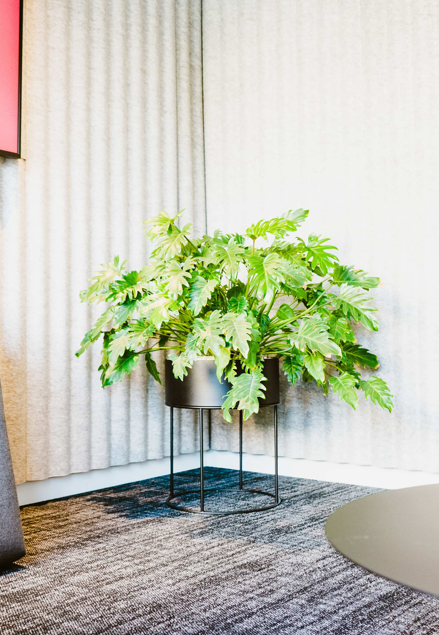 Végétalisation et entretien bureaux Paris