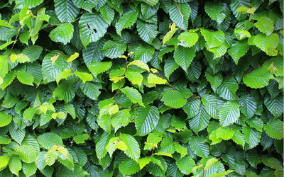 Tailles Haies à Sceaux