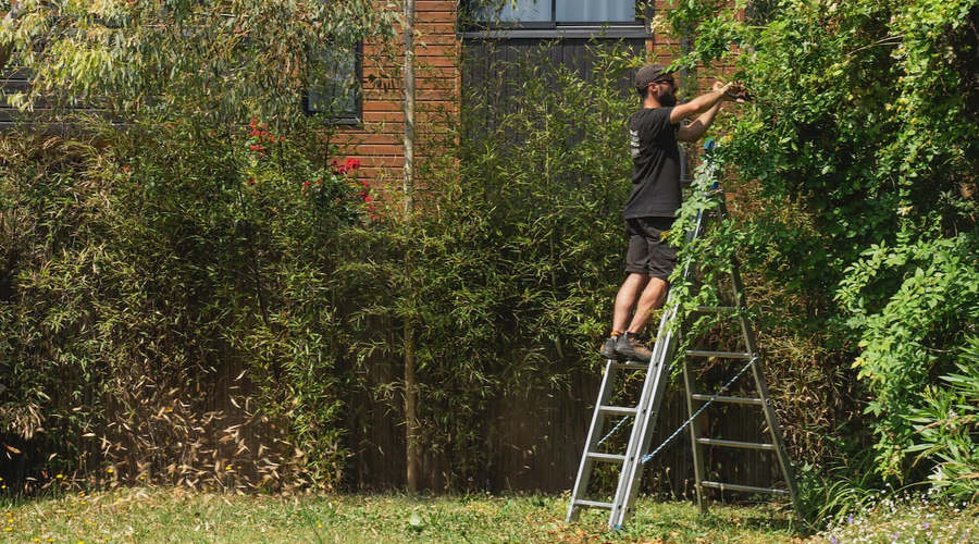Taille haies à Bourg la Reine par POUSSE