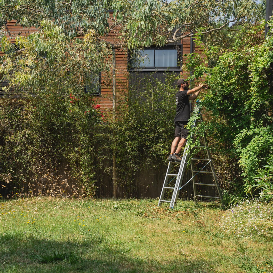 Taille haies à Bourg la Reine par POUSSE