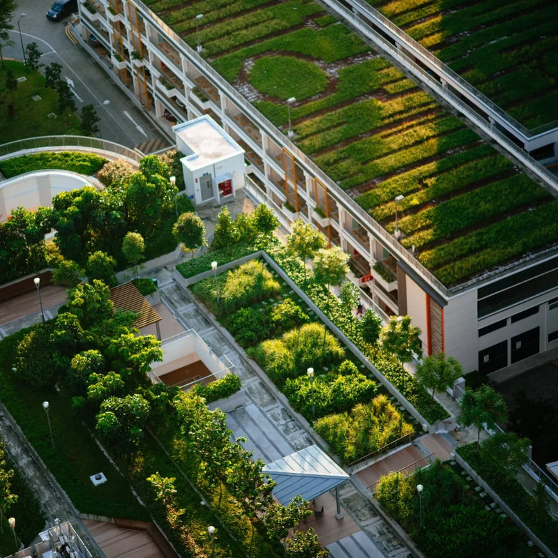 Végétalisation intensive d'un toit urbain