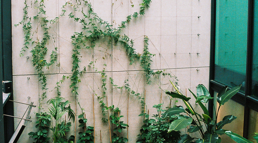mur végétal naturel bureau SSM Paris