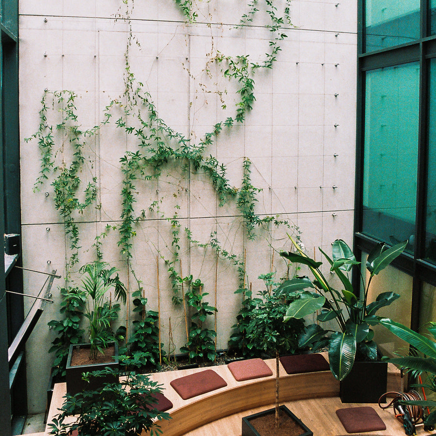 mur végétal naturel bureau SSM Paris