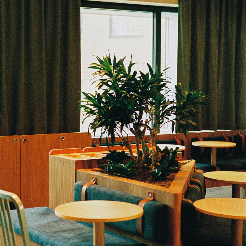 agence vegetale entretien plante